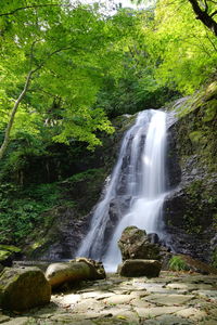 Scenic view of waterfall in forest