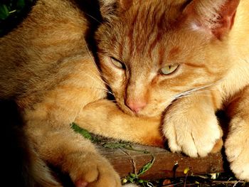 Close-up of cat sleeping