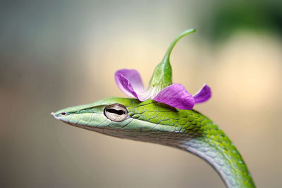 Close-up of purple flower on green reptile