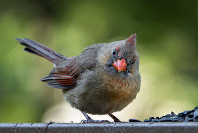 Bird on the deck