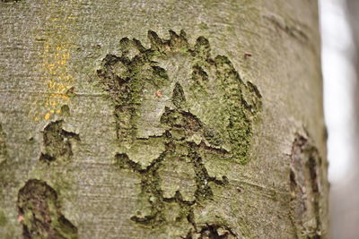 Close-up of lizard on tree trunk