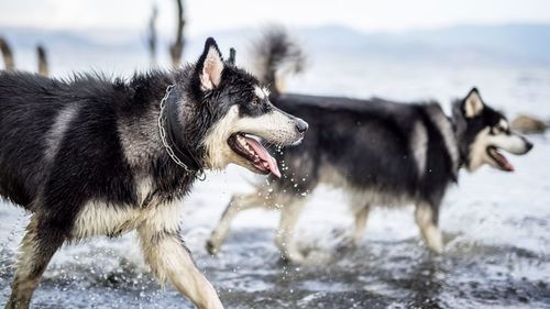 Dog running on snow covered shore