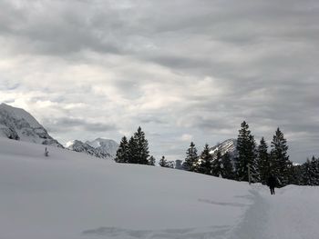 Pine trees on snow covered landscape against sky