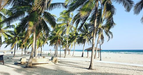 Palm trees on beach against sky