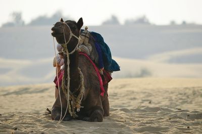 Camel resting at desert
