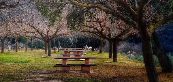 Empty bench in park