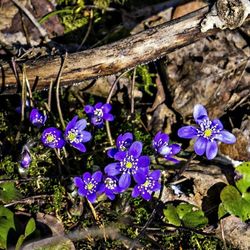 Close-up of purple flowers