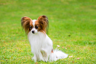 Portrait of a papillon purebreed dog sitting on the grass