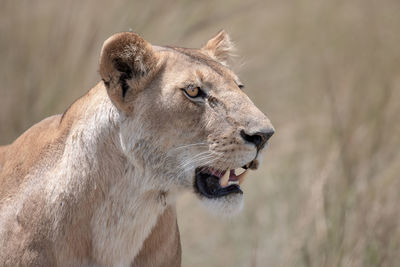 Lions of maasai mara national reserve kenya