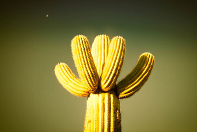 Close-up of yellow flowering plant against gray background