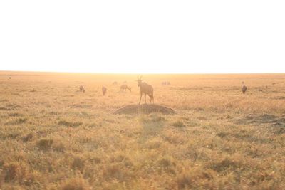 Deer on grassy field against clear sky