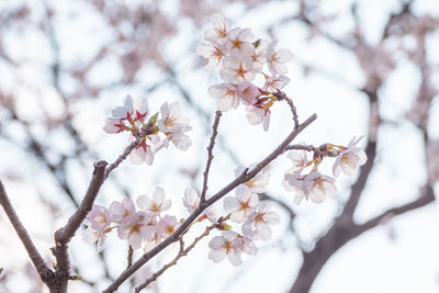 Low angle view of cherry blossoms in spring