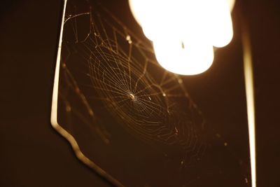 Close-up of illuminated spider web against black background