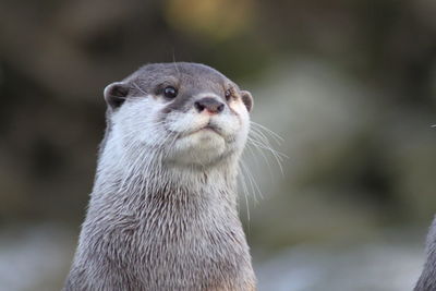 Close-up of insect on wall
