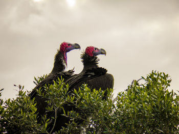 Low angle view of birds perching on tree