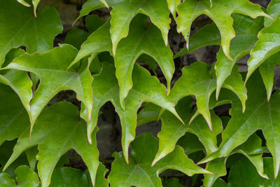 plant part