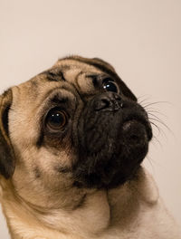 Close-up portrait of pug over white background