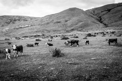 Cows grazing on field against mountains