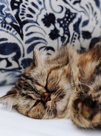 Close-up of cat sleeping