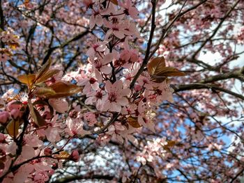 Low angle view of pink flowers