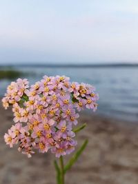 Close-up of cherry blossoms in sea against sky