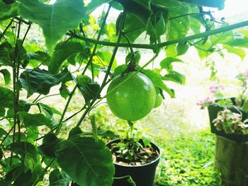 Close-up of fruit growing on plant