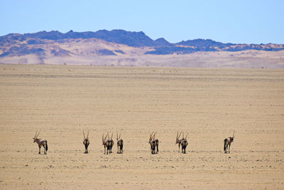 Oryxes in the desert