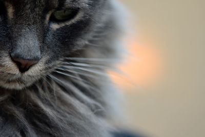 Close-up portrait of gray tabby cat 