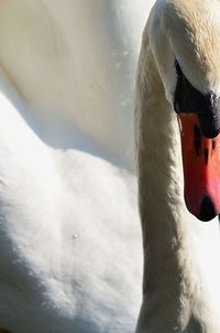 Close-up of a swan