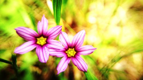 Close-up of flowers blooming outdoors