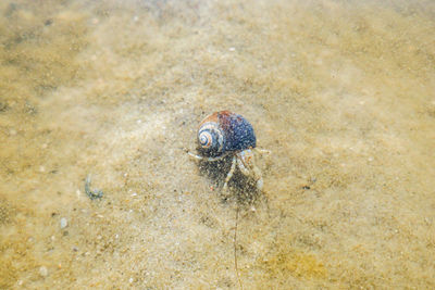 High angle view of shell on beach