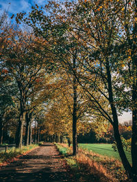 Road amidst trees during autumn