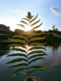 Close-up of plant by lake against sky