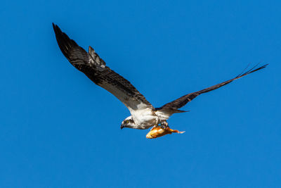 An osprey, pandion haliaetus, carries a fish in its talons above a wetland in culver, indiana