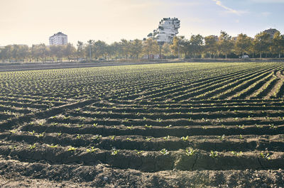 Scenic view of field against sky