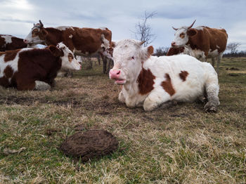 Cows in a field