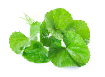 Close-up of green leaf against white background