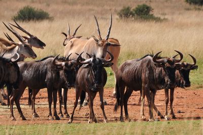 Antelope standing on field