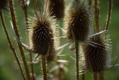 Close-up of thistle cactus