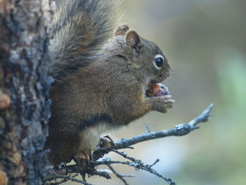 Close-up of squirrel eating food