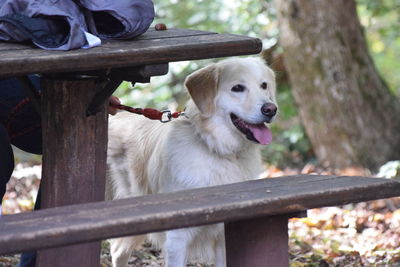 Portrait of dog sitting on railing
