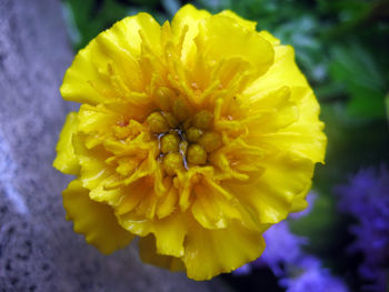 Close-up of yellow flower