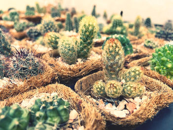 Close-up of succulent plant on field