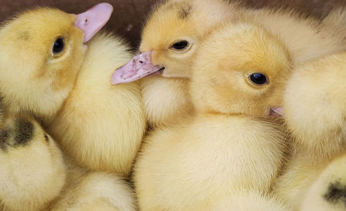 Close-up of a young birds