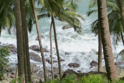 Scenic view of palm trees on beach