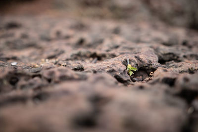 Close-up of lizard on rock