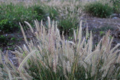 Close-up of plants growing on land