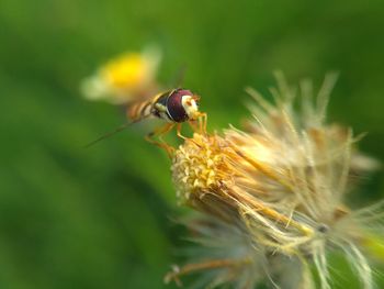 Close-up of bee on flower