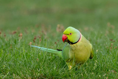 View of a bird on grass