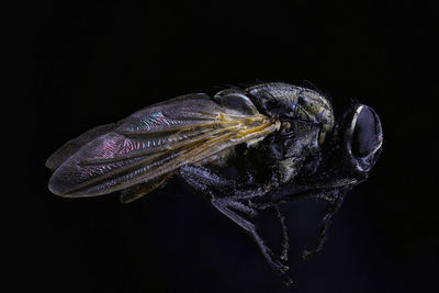 Close-up of turtle against black background